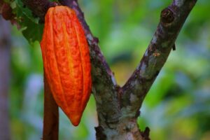 prix-du-cacao-en-cote-d-ivoire-maintenu-2800